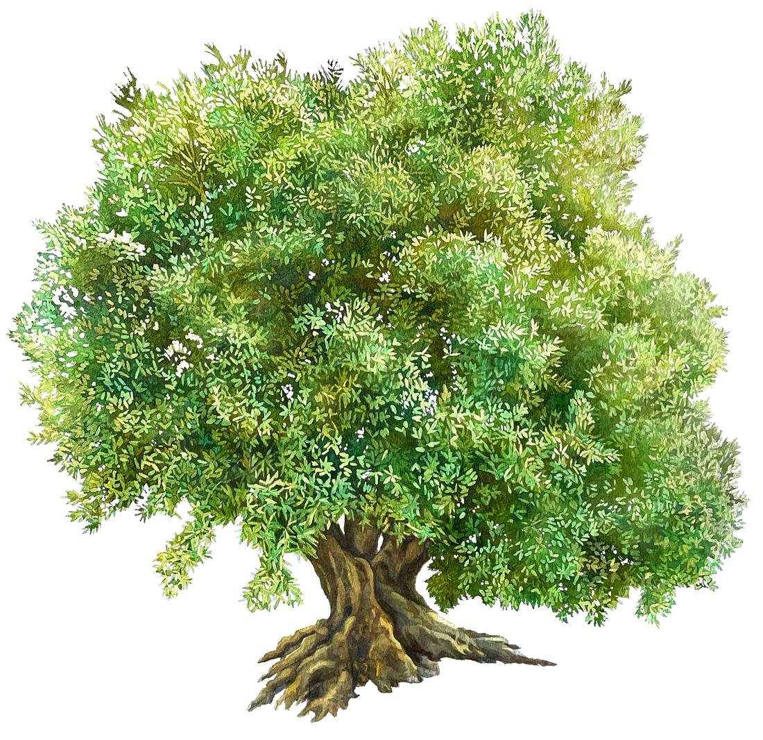 Olive Oil