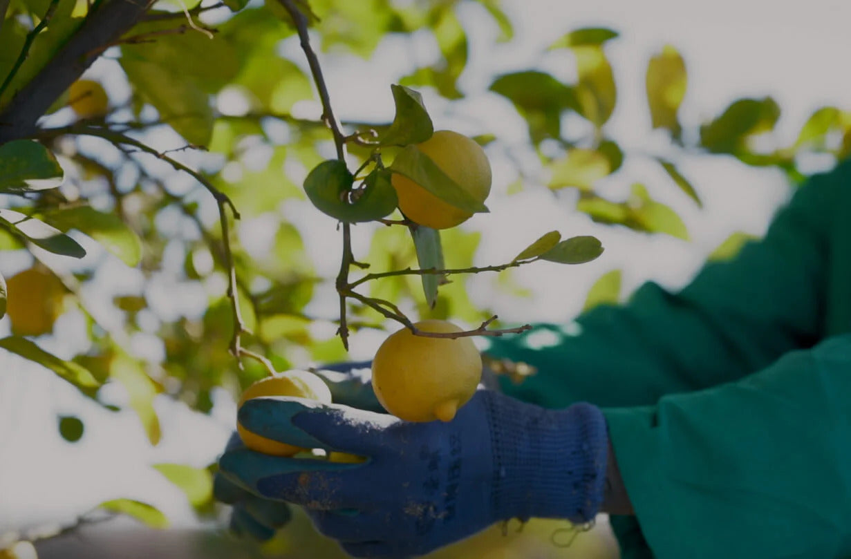 Preserved Lemons: A Traditional Condiment Elevating Modern Dishes