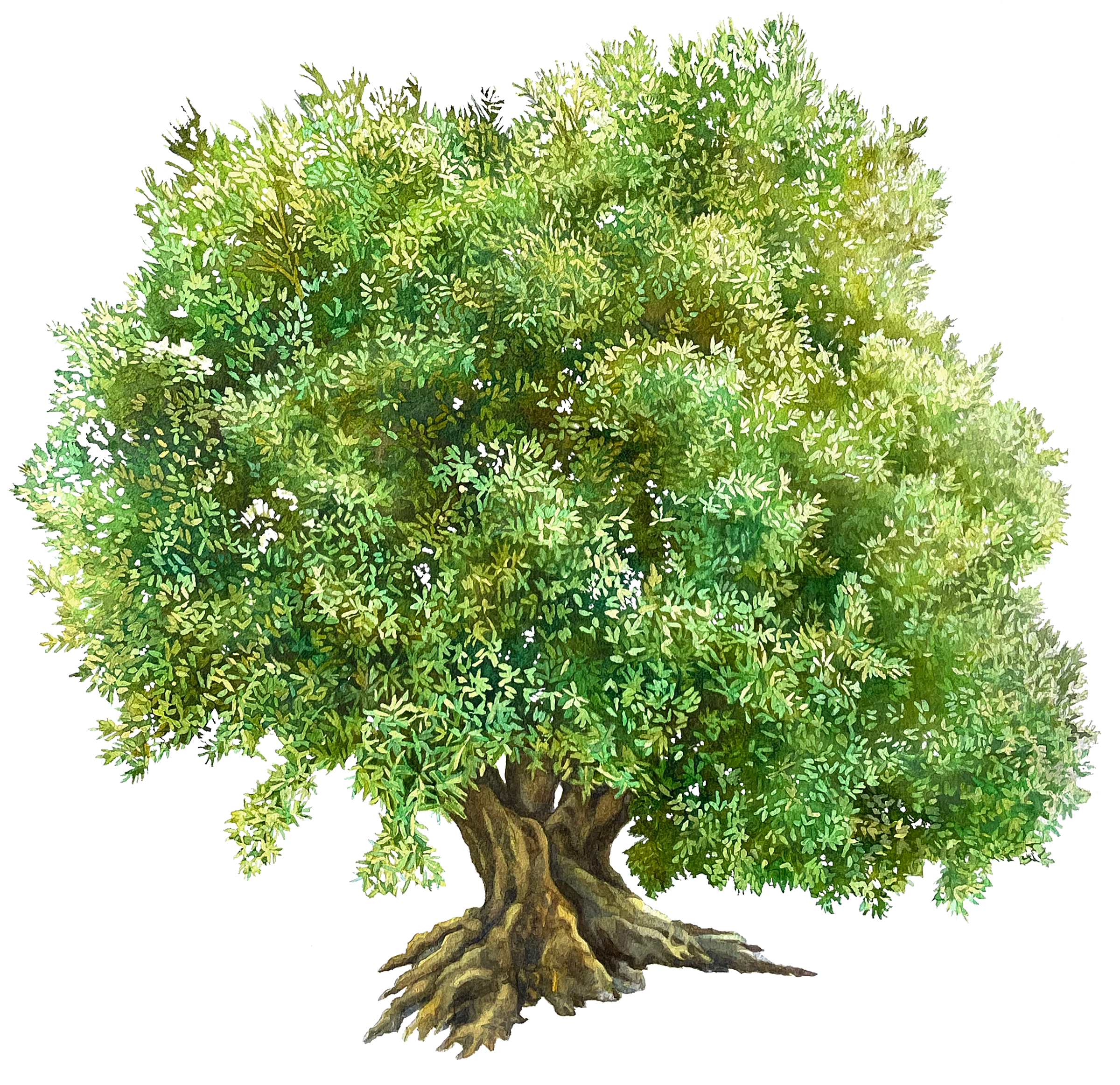 Olive Oil