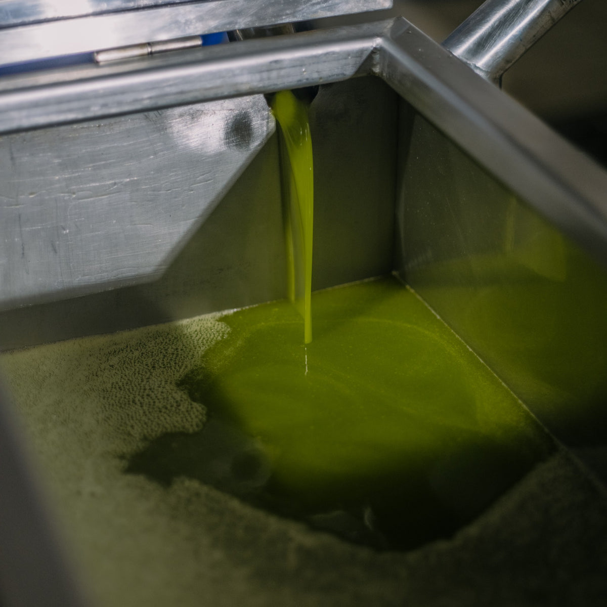 Fresh green early harvest olive oil flowing during extraction